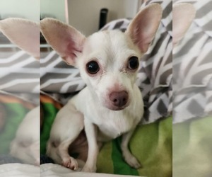 Chihuahua Dogs for adoption in Arlington, VA, USA
