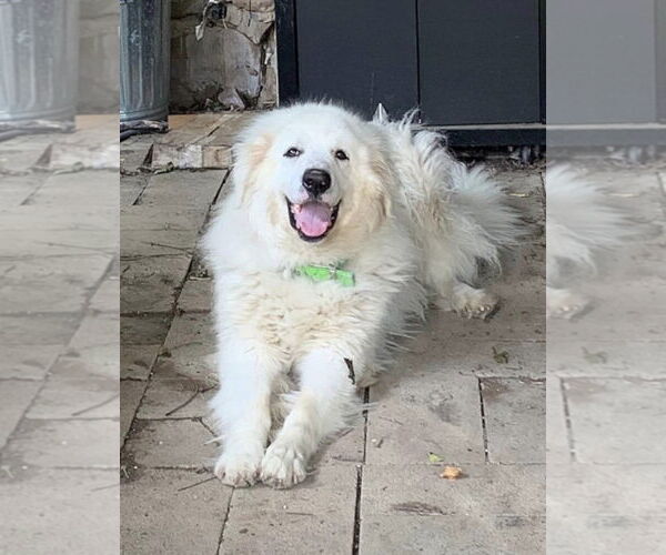 Medium Photo #2 Great Pyrenees Puppy For Sale in Spring, TX, USA
