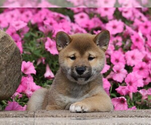 Shiba Inu Puppy for sale in FREDERICKSBG, OH, USA