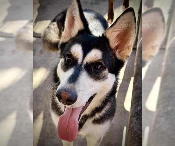 Medium Photo #2 Siberian Husky Puppy For Sale in Lodi, CA, USA