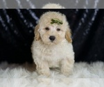 Small #1 Goldendoodle (Miniature)