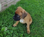 Small #6 Boxer