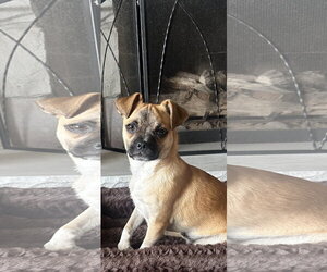 Chug Dogs for adoption in Sandy, UT, USA