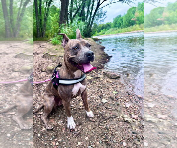 Medium Photo #8 American Pit Bull Terrier-Unknown Mix Puppy For Sale in Fort Collins, CO, USA