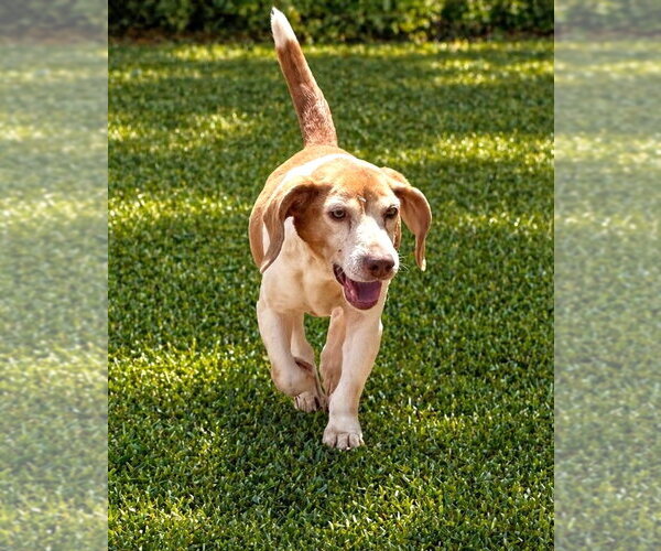 Medium Photo #6 Beagle Puppy For Sale in Dunnellon, FL, USA