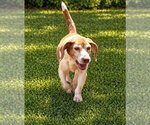 Small #5 Beagle