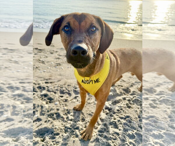 Medium Photo #9 Golden Labrador Puppy For Sale in Royal Palm Beach, FL, USA