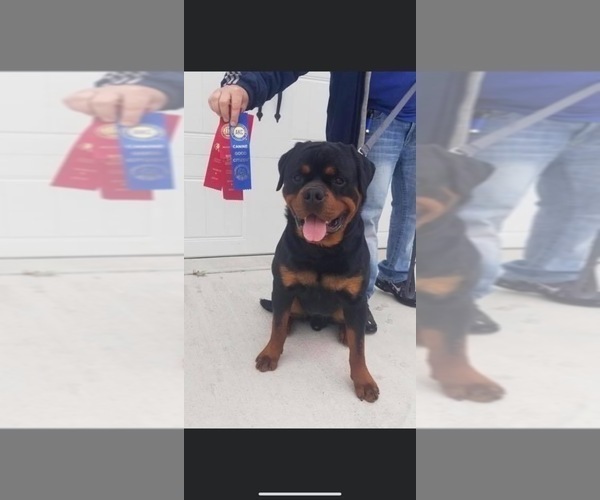 Medium Photo #2 Rottweiler Puppy For Sale in MONEE, IL, USA