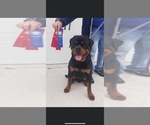 Small Photo #2 Rottweiler Puppy For Sale in MONEE, IL, USA