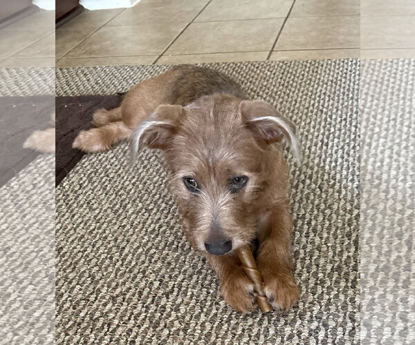 Medium Photo #2 Mutt Puppy For Sale in Katy, TX, USA