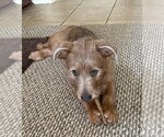Small #1 Mutt