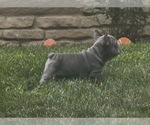 Small #12 French Bulldog