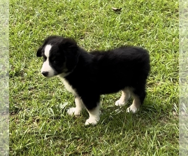 Medium Photo #23 Miniature Australian Shepherd Puppy For Sale in E LAURINBURG, NC, USA