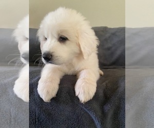 Great Pyrenees Puppy for sale in MILLEDGEVILLE, GA, USA