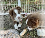Puppy Sawyer Miniature Australian Shepherd