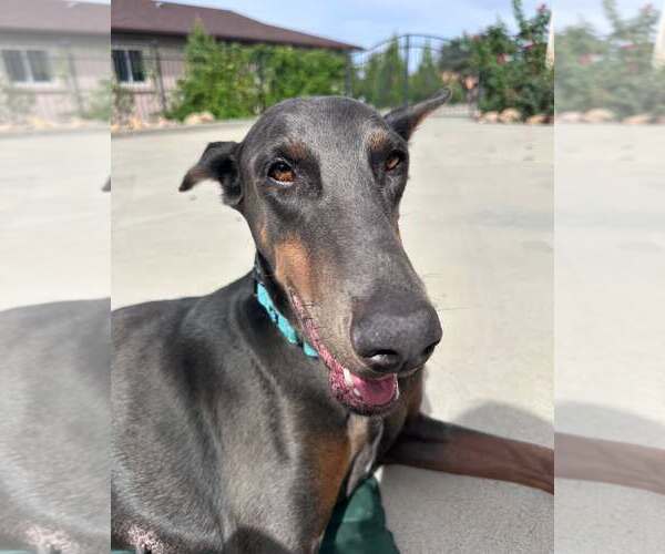 Medium Photo #1 Doberman Pinscher Puppy For Sale in Buffalo, MN, USA
