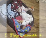Small Photo #46 Basschshund Puppy For Sale in San Antonio, TX, USA