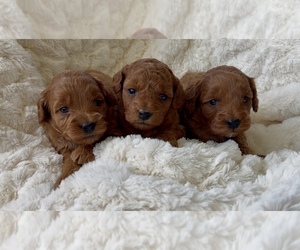 Goldendoodle mix (+ Poodle Miniature) Litter for sale in RANDOLPH, WI, USA