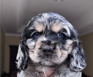 Cocker Spaniel Puppy for sale in WEST PALM BEACH, FL, USA
