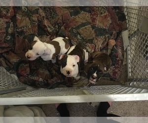 Valley Bulldog Puppy for sale in LONE ROCK, WI, USA