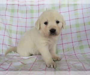 English Cream Golden Retriever Puppy for sale in SHILOH, OH, USA