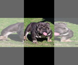 Father of the English Bulldog puppies born on 05/20/2026