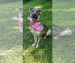 Small #2 Mutt
