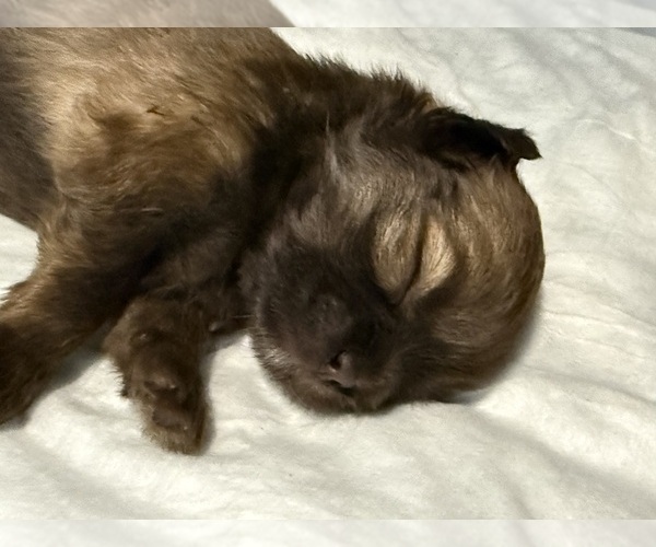 Medium Photo #2 Shiranian Puppy For Sale in AVOCA, MI, USA