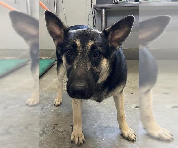 Medium Photo #1 German Shepherd Dog Puppy For Sale in Camarillo, CA, USA