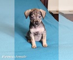 Small #3 Labrador Retriever Mix