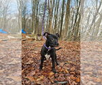 Small #6 American Pit Bull Terrier-Labrador Retriever Mix