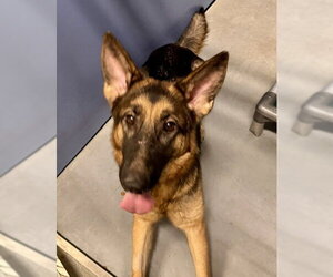MISSY MISS - Female German Shepherd Dog Dog for Adoption - Photo #2