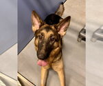Small Photo #2 German Shepherd Dog Puppy For Sale in South Lake Tahoe, CA, USA