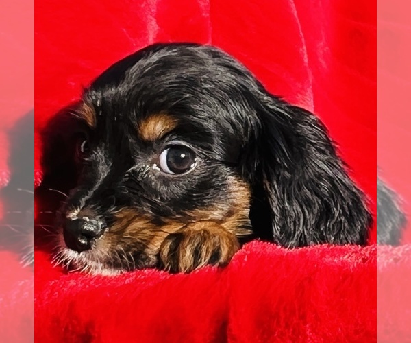 Medium Photo #1 Cavalier King Charles Spaniel Puppy For Sale in FRESNO, OH, USA