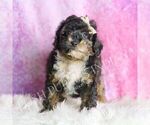Small Photo #66 Poodle (Toy) Puppy For Sale in WARSAW, IN, USA