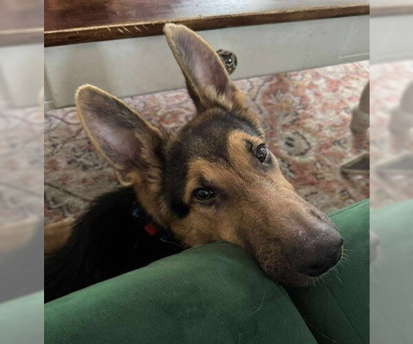 Medium Photo #3 German Shepherd Dog Puppy For Sale in Kansas City, MO, USA