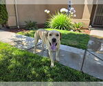 Small #2 Labrador Retriever Mix