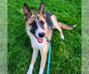 German Shepherd Dog-Unknown Mix Dogs for adoption in Long Beach, CA, USA