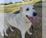 Small Photo #2 Great Pyrenees-Unknown Mix Puppy For Sale in Grand Prairie, TX, USA