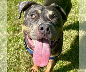 American Pit Bull Terrier-Unknown Mix Dogs for adoption in Jefferson, WI, USA