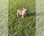 Small Photo #3 French Bulldog Puppy For Sale in FAIRBURN, GA, USA