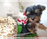 Small Photo #13 Yorkshire Terrier Puppy For Sale in CHICAGO, IL, USA