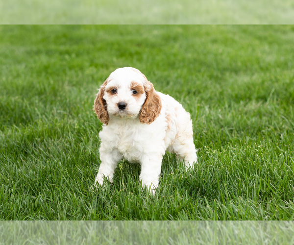 Medium Photo #2 Cockapoo (Miniature) Puppy For Sale in NAPPANEE, IN, USA