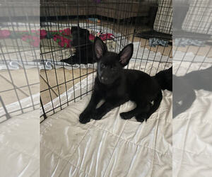 German Shepherd Dog Puppy for sale in LAKELAND, FL, USA