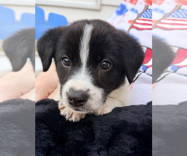 Medium Photo #2 Mutt Puppy For Sale in Plainfield, IL, USA