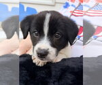 Small #1 Mutt