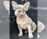 Puppy Blondie French Bulldog