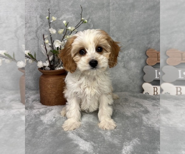 Medium Photo #3 Cavapoo (Standard) Puppy For Sale in GREENFIELD, IN, USA