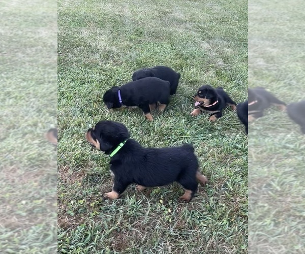 Medium Photo #2 Rottweiler Puppy For Sale in BULLS GAP, TN, USA