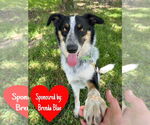 Small #8 Border Collie Mix